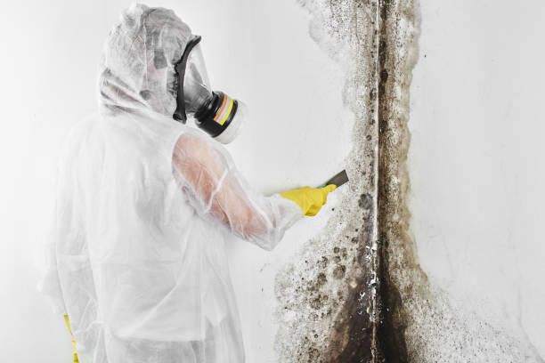 Best DIY Mold Remediation Support Services in Hoquiam, WA