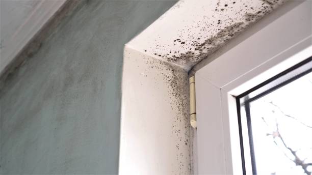 Best HVAC Mold Remediation in Hoquiam, WA