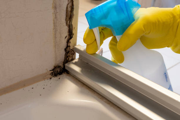 Best Preventive Mold Services in Hoquiam, WA