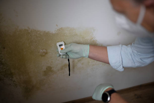 Best Mold Remediation for Schools in Hoquiam, WA