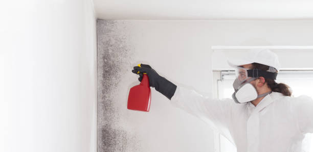 Trusted Hoquiam, WA Mold Remediation Experts