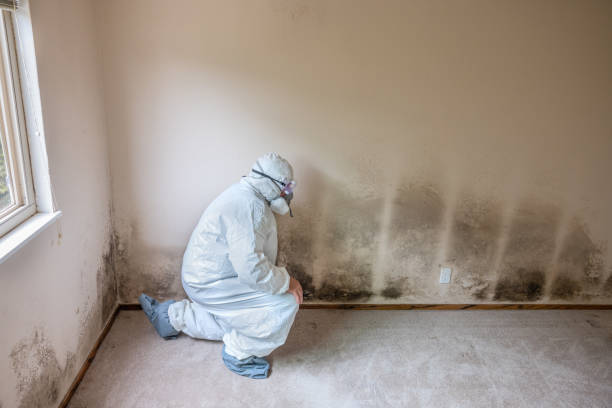 Best Bathroom Mold Remediation in Hoquiam, WA