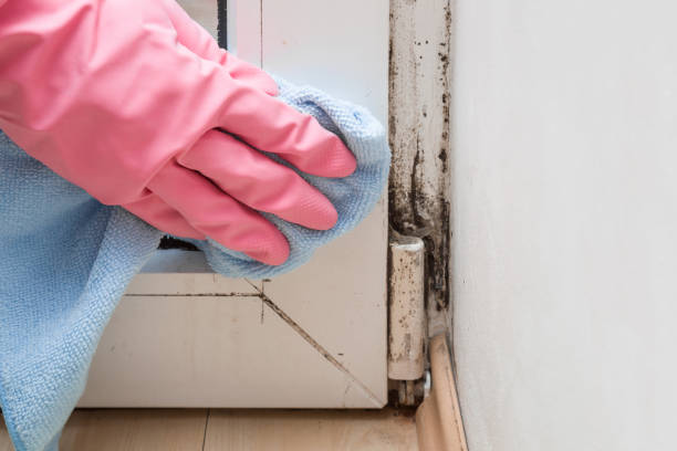 Best Residential Mold Remediation in Hoquiam, WA