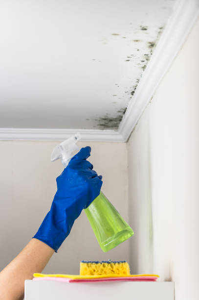 Best Post-Flood Mold Remediation in Hoquiam, WA